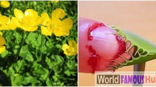 Top 12 Deadly Plants That Must Not Be Touched