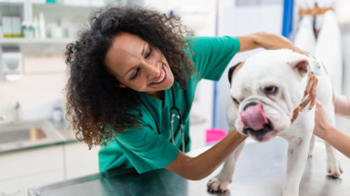 how efficient is your veterinary practice 1